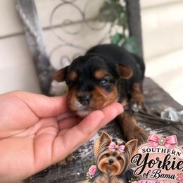 Blitz - Black and tan male Yorkshire Terrier puppy in Billingsley, Alabama from Southern Yorkies of Bama
