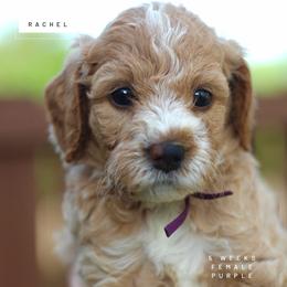 Rachel - Parti female Goldendoodle puppy in Lawton, Oklahoma from Nova's Minidoodles