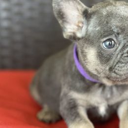 French Bulldogs and Goldendoodles from Goldilock’s Goldendoodles