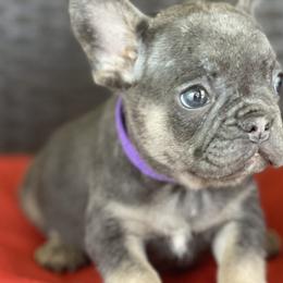 French Bulldogs and Goldendoodles from Goldilock’s Goldendoodles