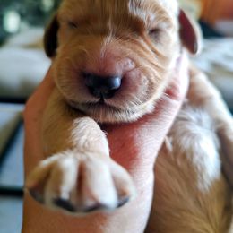 Goldendoodle and Golden Retriever Puppies from Dakota Sky's Goldens