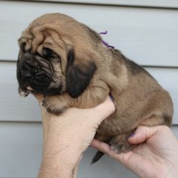 Purple collar boy - Red female Bloodhound puppy in Franklin, Indiana from K Creek Farms