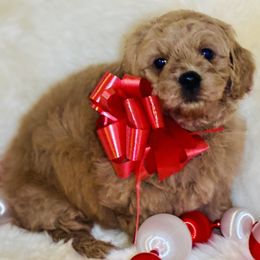 Goldie - Apricot female Saint Berdoodle puppy in Swartz Creek, Michigan from Whisky Paws Saint Berdoodles and Poodle Pups