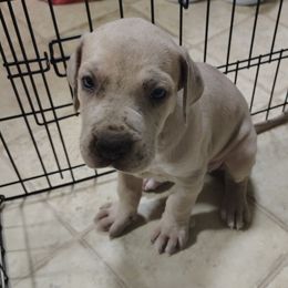 Elsa - Merle female Great Dane puppy in Marshall, Michigan from Dream K9