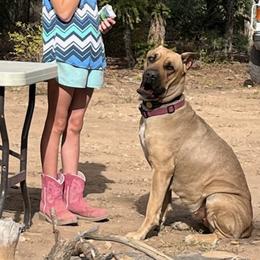 Cane Corso from Diamond Ridge Cane Corsos