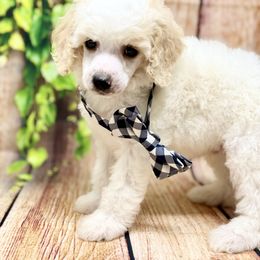 Lurch - Cream male Poodle puppy in Billings, Montana from Montanas Beartooth Doodles