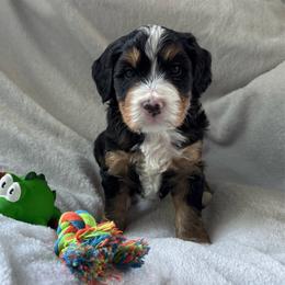 Lord Anthony - Tri-color male Bernedoodle puppy in Forsyth, Illinois from Birdies Mini Bernedoodles