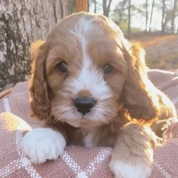 Cockapoos from Peach State Cockapoos