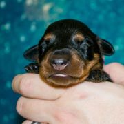Purple Collar Girl - Black female German Pinscher puppy in Topeka, Kansas from Rhapsody German Pinschers