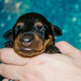 Purple Collar Girl - Black female German Pinscher puppy in Topeka, Kansas from Rhapsody German Pinschers