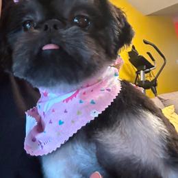 Ziggy - Shih Tzu