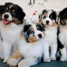 Australian Shepherds and Tibetan Mastiffs from Drakyi Tibetan Mastiffs