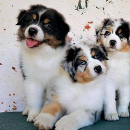 Australian Shepherds and Tibetan Mastiffs from Drakyi Tibetan Mastiffs