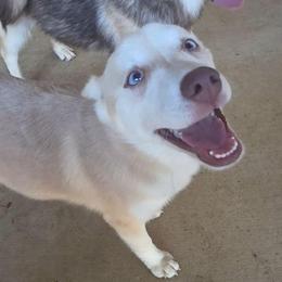 Maple - Silver and white female Pomsky puppy in Weir, Texas from Bluebonnet Pomskies