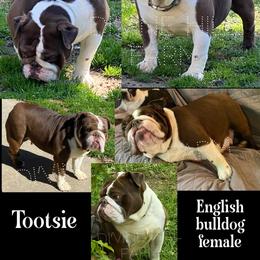 Tootsie 1200 - Liver female French Bulldog puppy in Cullman, Alabama from Divine Hill Farm