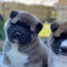 Akita Puppies from Excel Shu-Ku Akitas