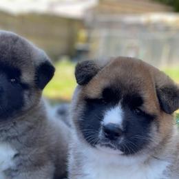 Akita Puppies from Excel Shu-Ku Akitas
