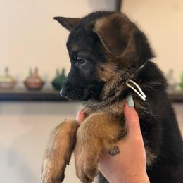 Ophelia - Black and tan female German Shepherd puppy in Florida from Best Shepherds