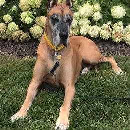 Great Danes from Sundara Danes