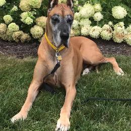 Great Danes from Sundara Danes