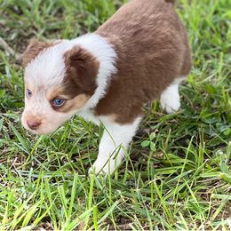 Aussiedoodle, Australian Shepherd, Miniature American Shepherd, and Miniature Australian Shepherd Puppies from Bline Family Farm