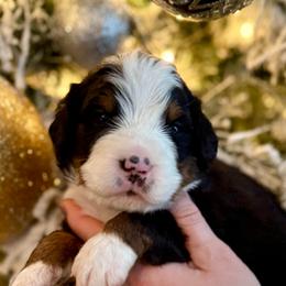 Blue collar - Black rust and white male Bernese Mountain Dog puppy in Altura, Minnesota from Bluffside Berners