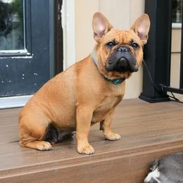 Ginger - French Bulldog