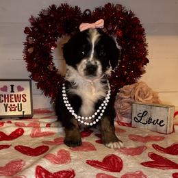 Pink - Black and white female Bernedoodle puppy in Gilbert, Arizona from The Berne Barn... it’s a Doodle thing!