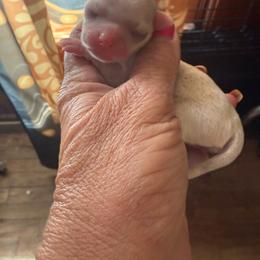 Pearl - Blue merle female Chihuahua puppy in Beaumont, Texas from Anastasia’s Tiny Pupps