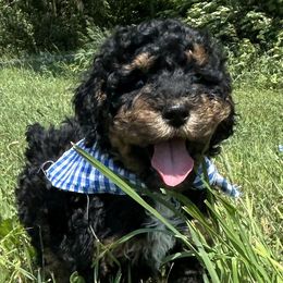 Black tri-color - Tri-color male Bernedoodle puppy in Grant, Michigan from Jules’ Bernedoodles