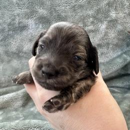 Harp (pending genetic testing) - Brindle female Dachshund puppy in Memphis, Tennessee from River City Doxies