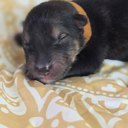 Brown - Agouti and white male Alaskan Malamute puppy in Independence, Virginia from New River Valley Malamutes