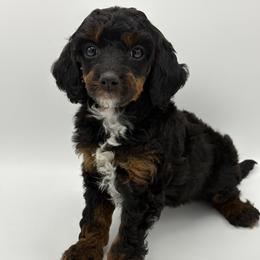 Lovebug - Phantom male Poodle puppy in Wheatland, California from Sapphire Ridge Poodles