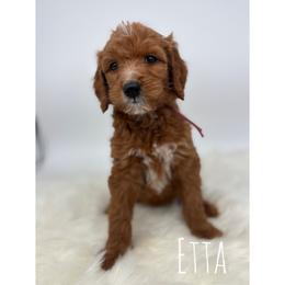 Etta - Red  female Goldendoodle puppy in Smithfield, Kentucky from KBK9 Kennels