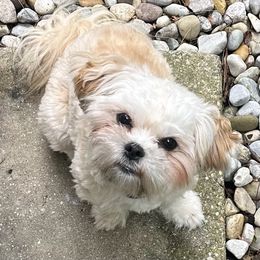 Cypress - Shichon