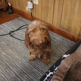 Dachshund Puppies from Dizzy and Marshall puppy
