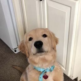 Golden Retriever Puppies from OPK GOLDENS