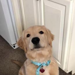 Golden Retriever Puppies from OPK GOLDENS