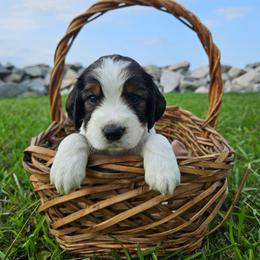 Moss - Black white and tan male English Springer Spaniel puppy in Columbia, North Carolina from Columbia Spaniels