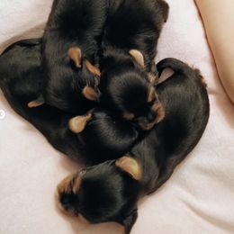 Bernedoodles and Yorkshire Terriers from Ellie's Cute as a Button Yorkies