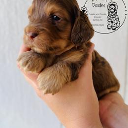 Clover - Merle male Cockapoo puppy in Elloree, South Carolina from Sweet Farm Doodles