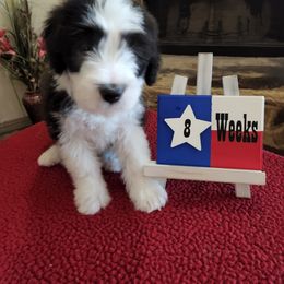 Bearded Collie Puppies from Lone Star Bearded Collies