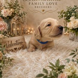 Polar Bear - Cream male Dachshund puppy in Chino Valley, Arizona from Dachshund Family Love Breeders