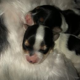 Yorkshire Terrier Puppies from MagnoliaYorkies