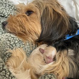 Bernedoodles, Double Doodles, Goldendoodles, and Yorkshire Terriers from Precious Paws