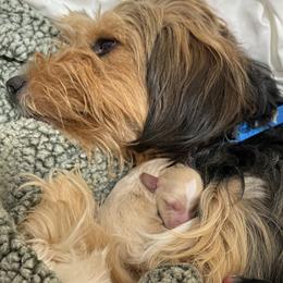 Bernedoodles, Double Doodles, Goldendoodles, and Yorkshire Terriers from Precious Paws