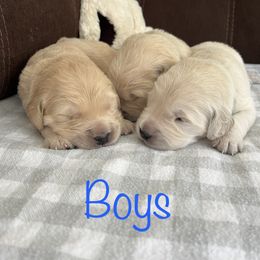 Golden Retriever Puppies from Mia Ragazza Golden Retrievers