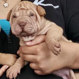 Tiny - Cream sable female Chinese Shar-Pei puppy in Bakersfield, California from Cashmerewrinkles