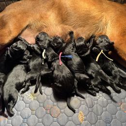 Blue Collar - Black male Labrador Retriever puppy in Quinlan, Texas from Wright Way Retrievers