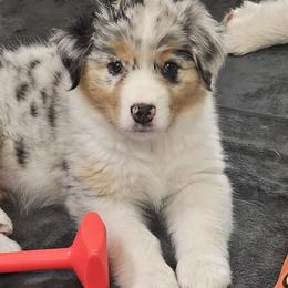 Australian Shepherds from Full Throttle Australian Shepherds